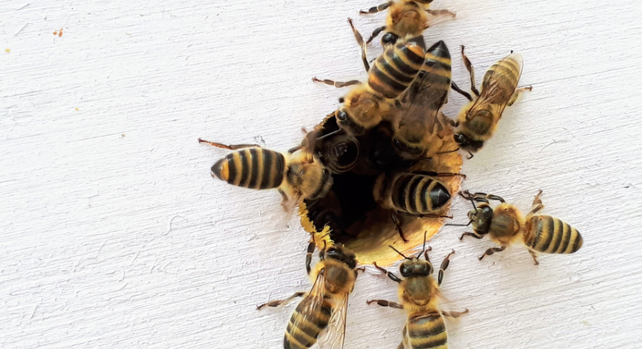 Životni vijek pčele radilice je nekoliko desetaka puta kraći od matice