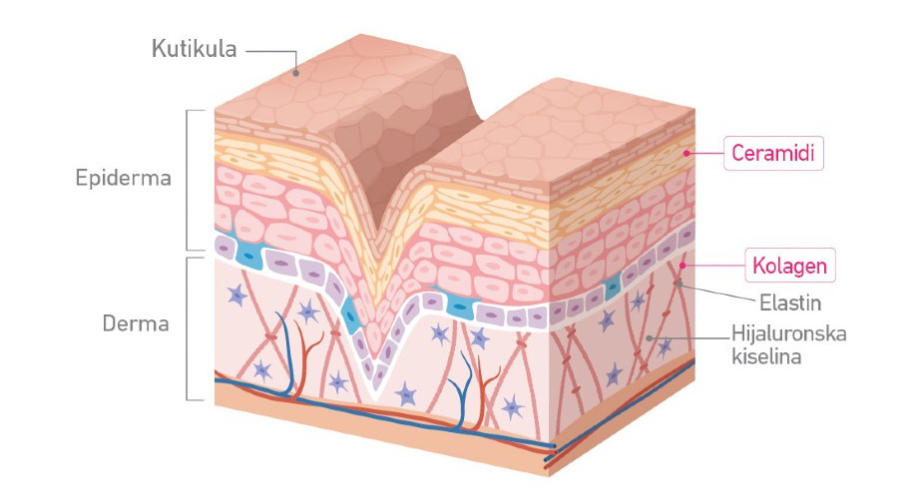 Svaki od kompleksnih slojeva kože ima svoju funkciju. Ako u posljednjem sloju nema kolagena, svi slojevi "propadaju".